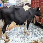 Ganaderos protestan con vacas y riegan leche agria frente a Palacio de Gobierno en Veracruz