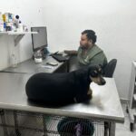 Rescata Escobedo a “Bruno” perro víctima de maltrato animal